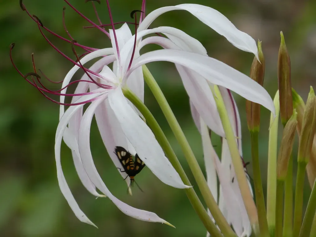 Crinum Arenarium