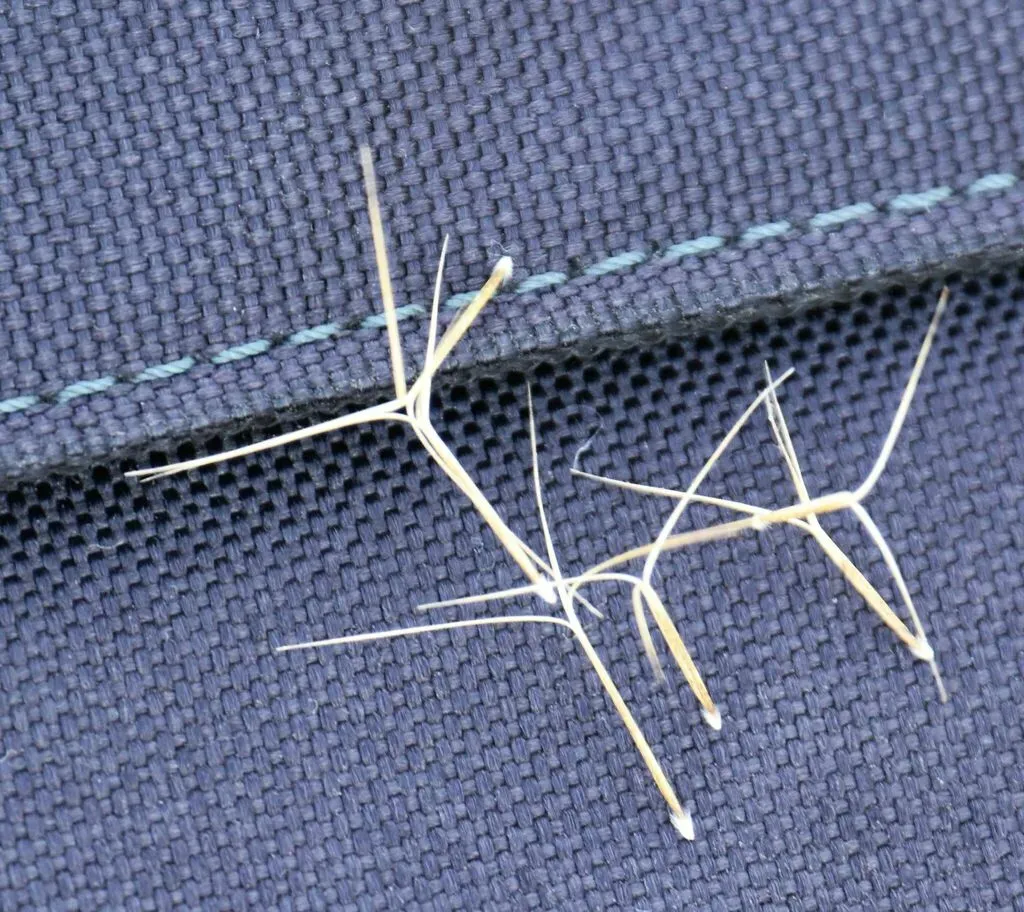 California Three-awn