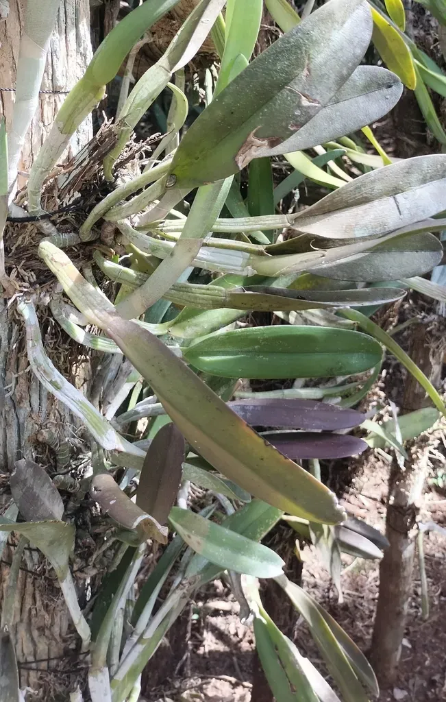 Digby's Beaked Laelia