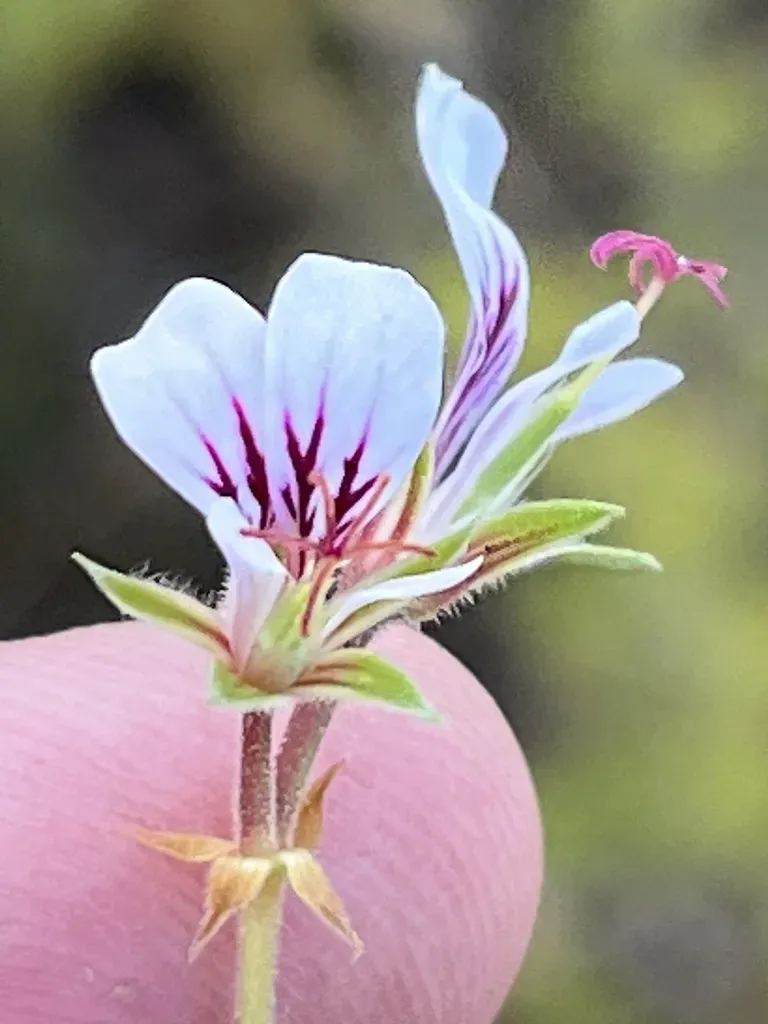 Parsley Storksbill