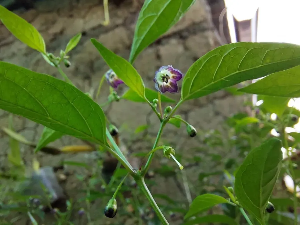 Capsicum Tovarii