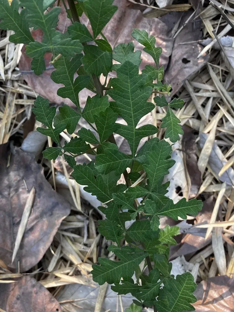 Rhus Indica