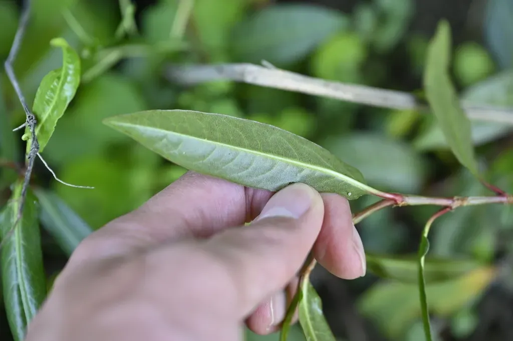 Persicaria Dichotoma