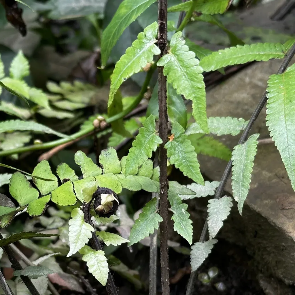 Christella Subpubescens