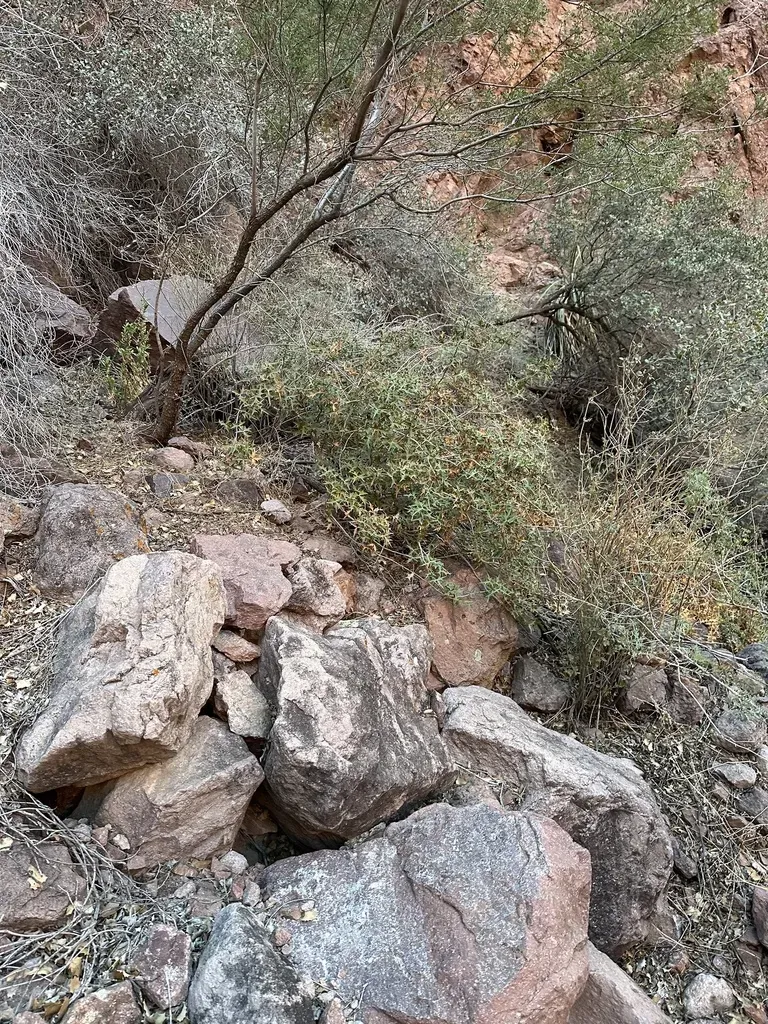 Kofa Mountain Barberry
