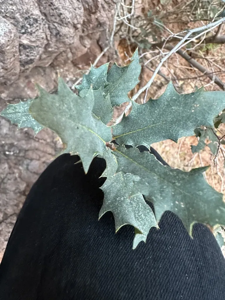 Ajo Mountain Scrub Oak