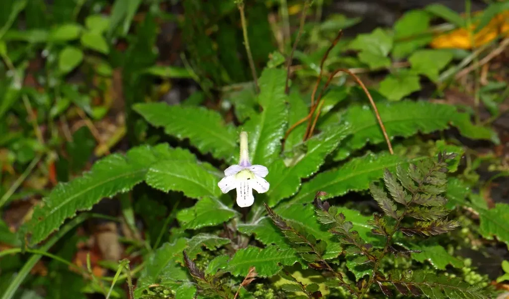 Streptocarpus Gardenii