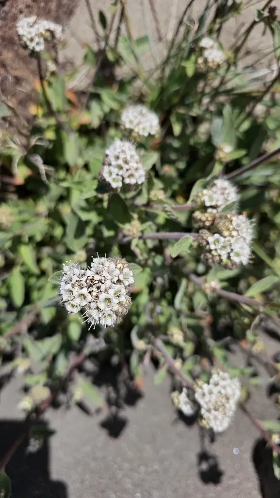 Flor De La Cordillera