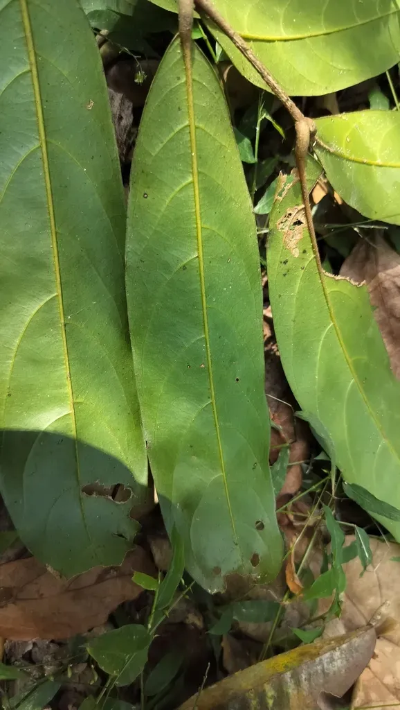 Lepisanthes Tetraphylla