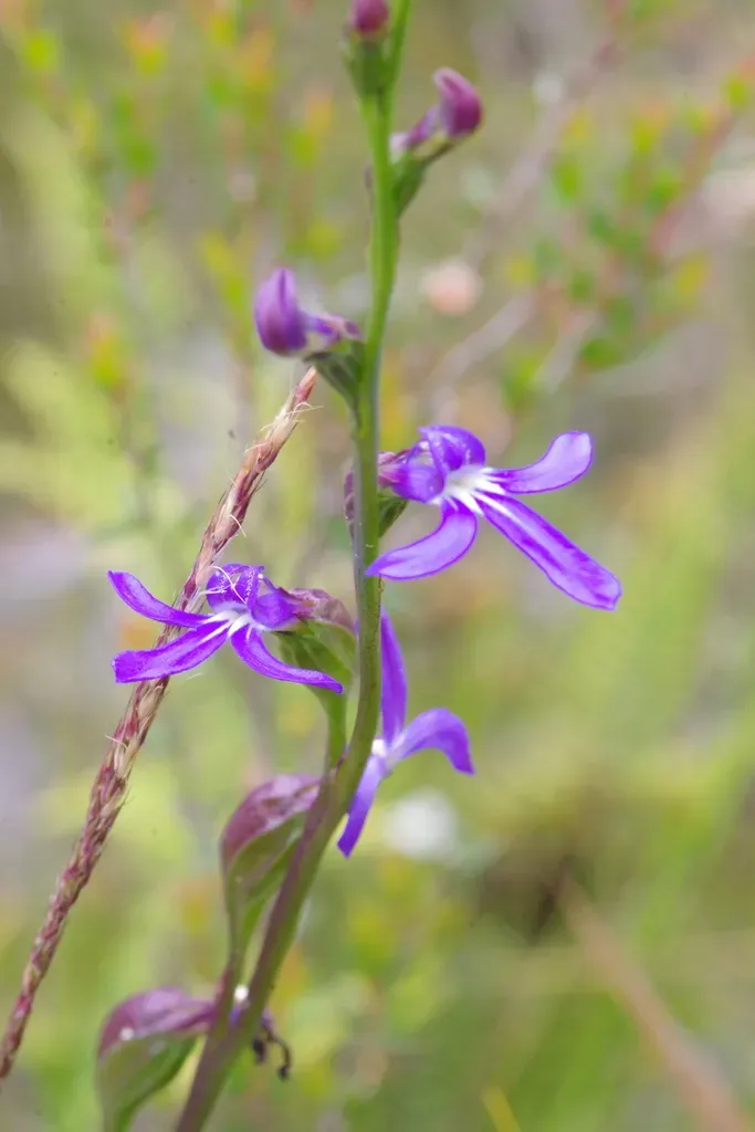 Lobelia Browniana