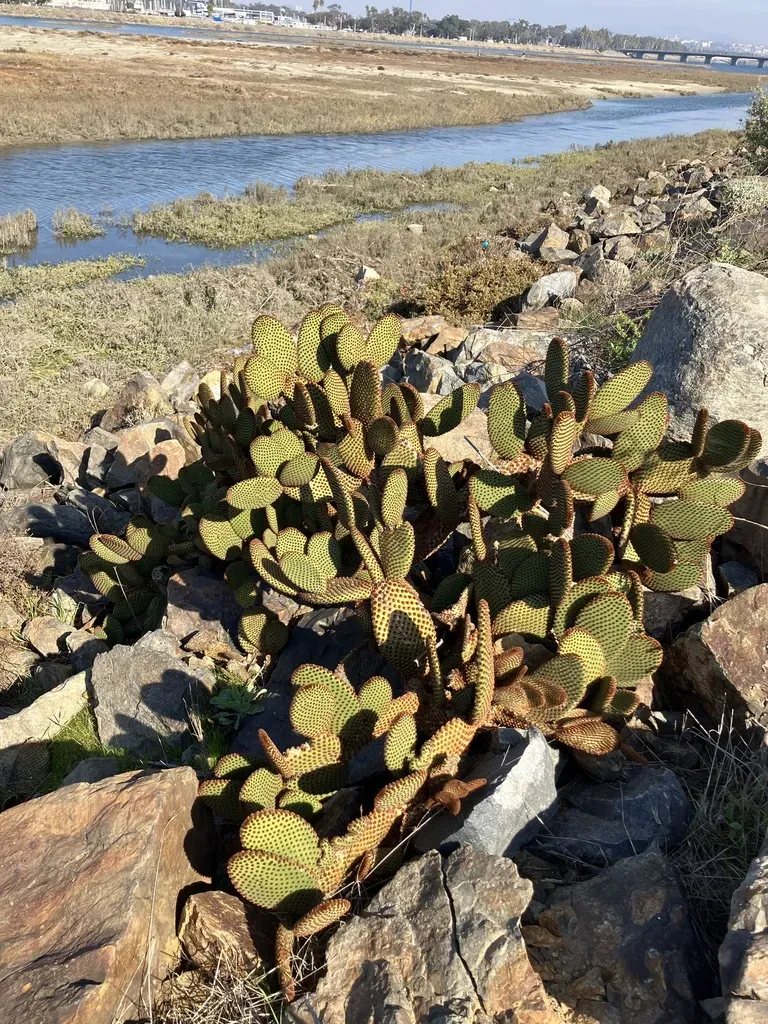 Bunny Ear Cactus