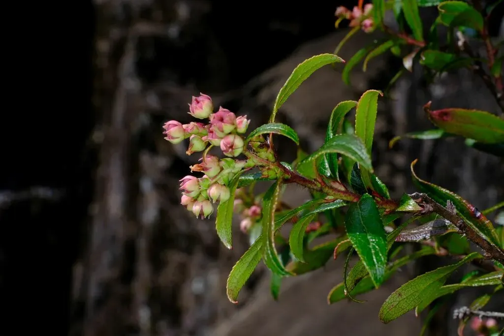 Copperleaf Snowberry