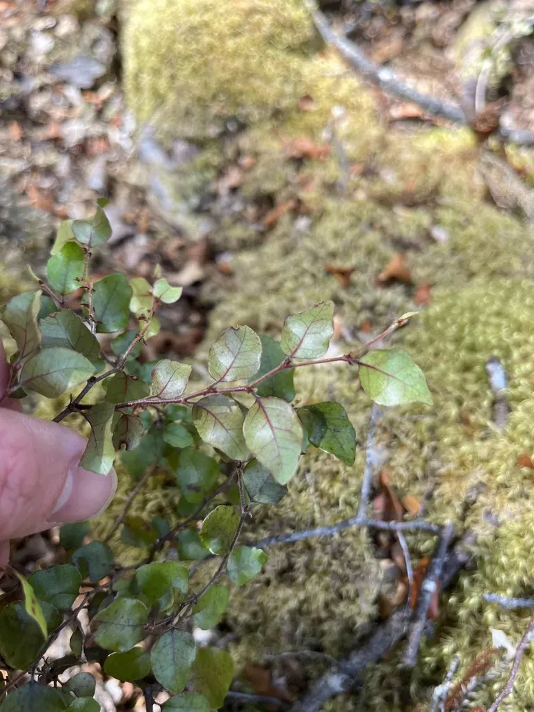 Nothofagus × Solfusca