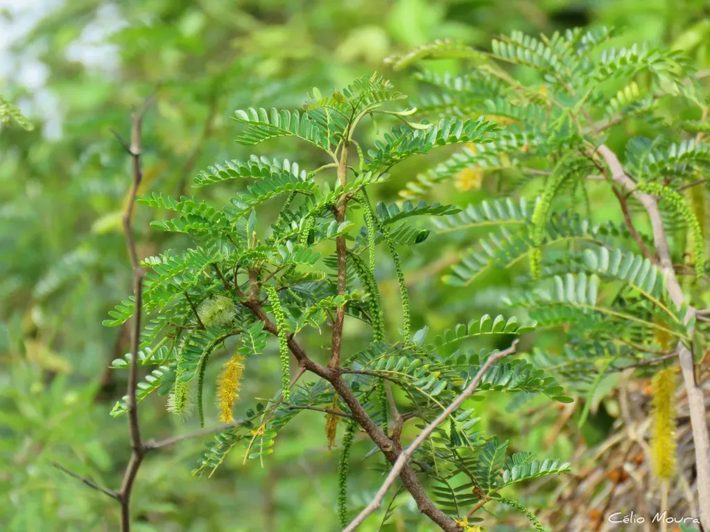 Pityrocarpa Moniliformis