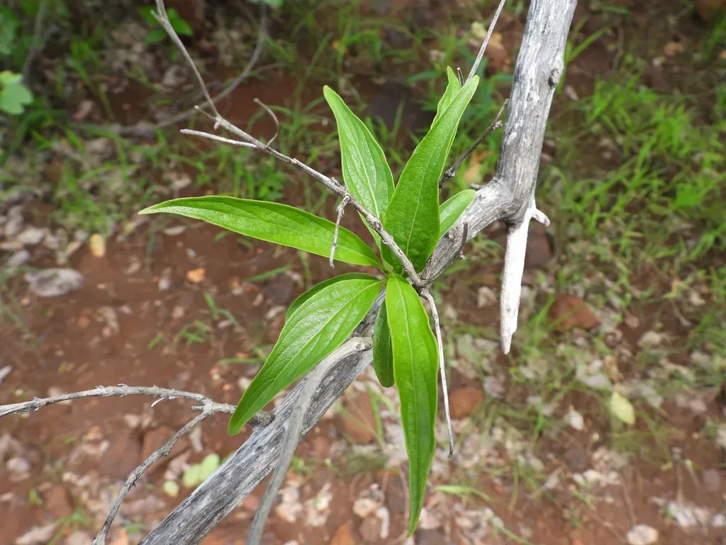 Cup-and-saucers Bush