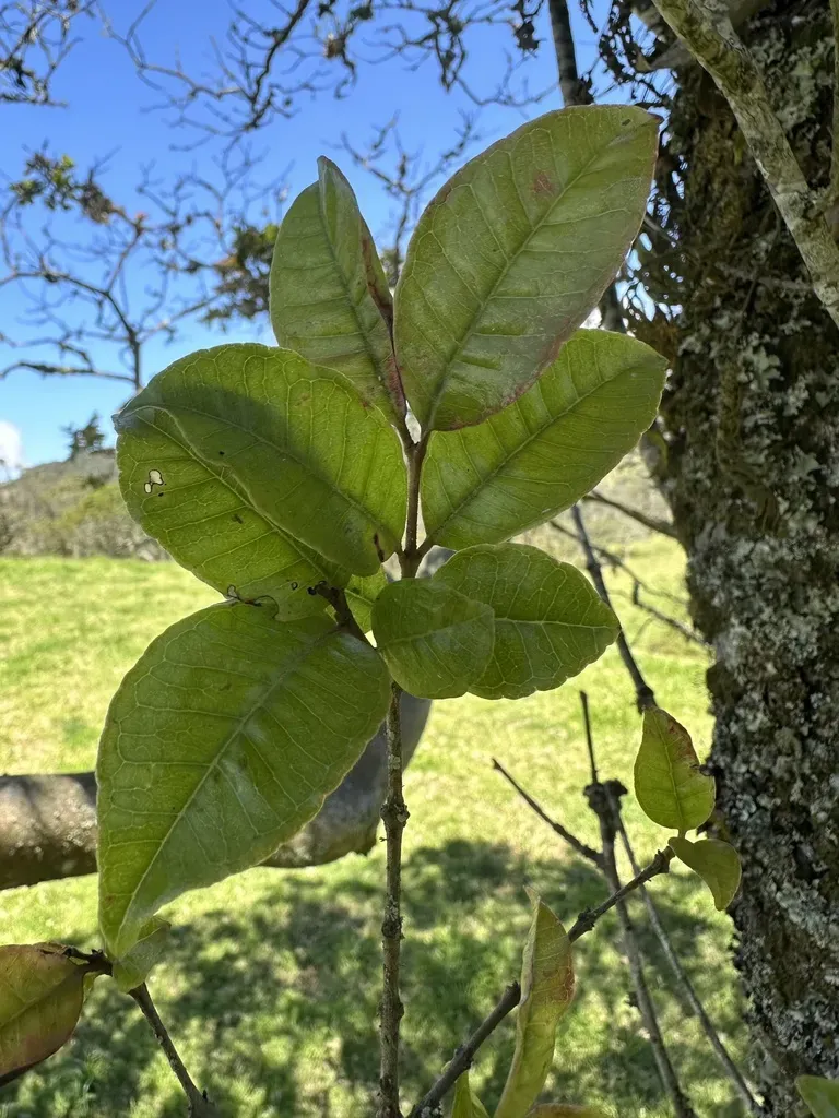 Psidium Pedicellatum