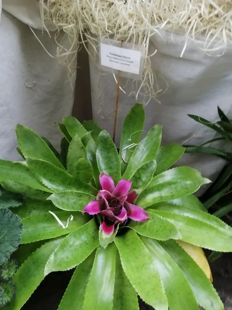 Blushing Bromeliad