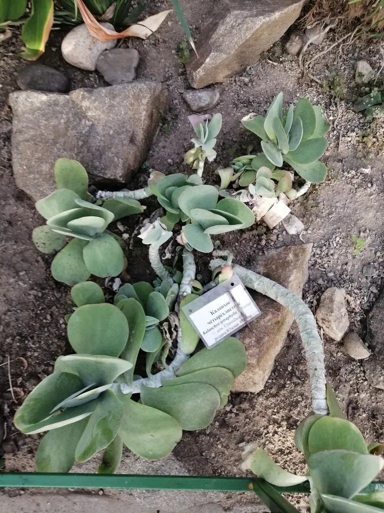 Kalanchoe Tetraphylla