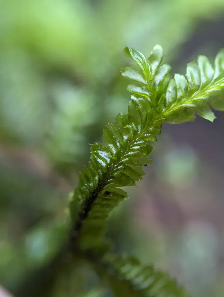 Plagiochila Raddiana