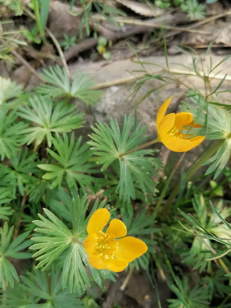 Eranthis Longistipitata