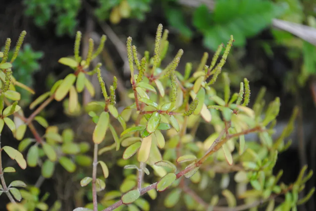 Peperomia Galapagensis