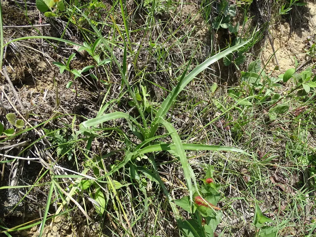Eryngium Alternatum