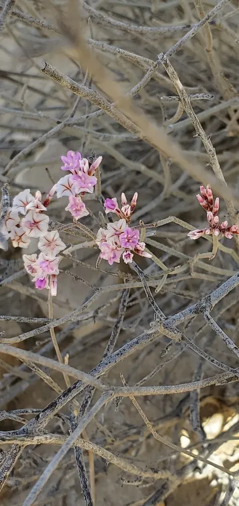Limonium Pruinosum