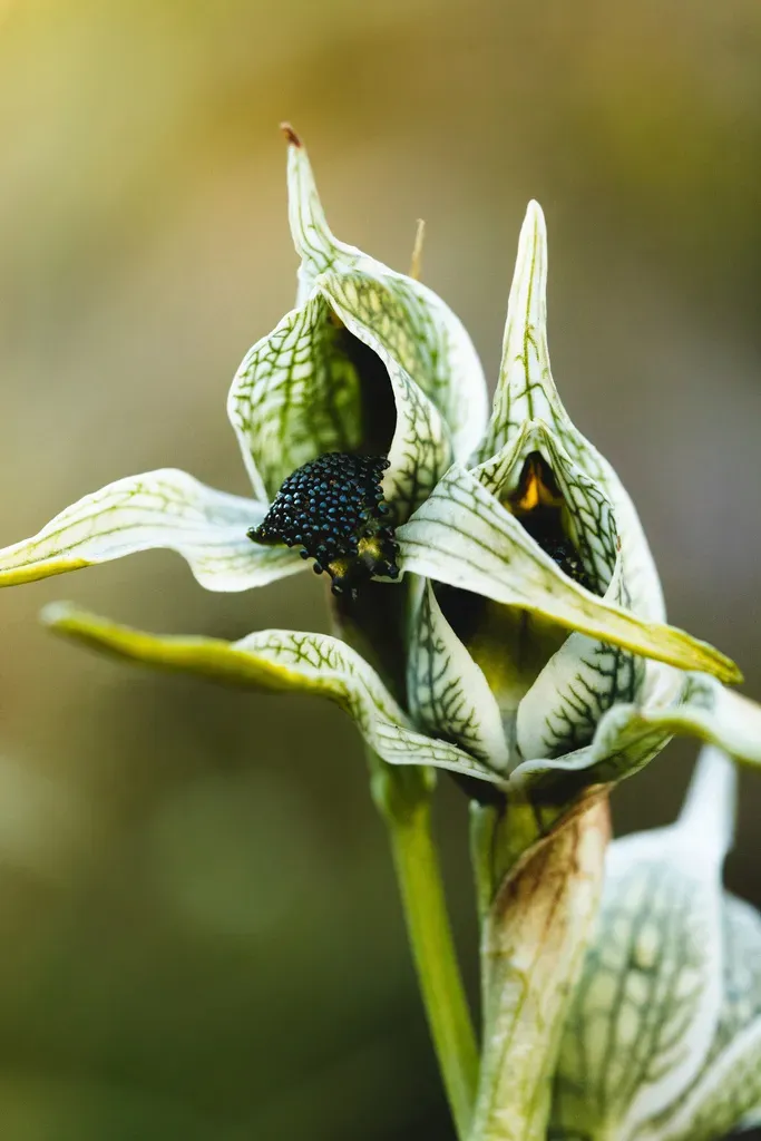 Chloraea Grandiflora