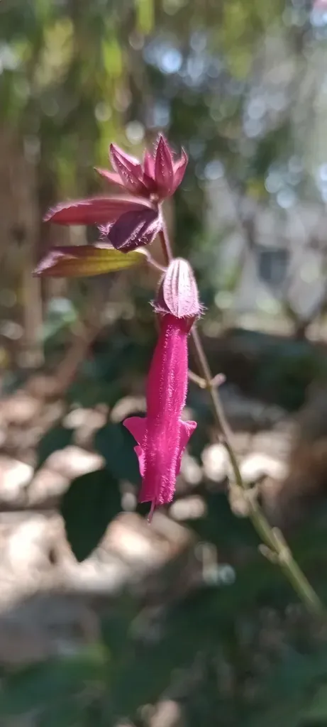 Salvia Angustiarum