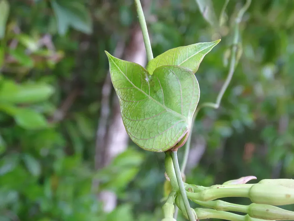 Echites Yucatanensis