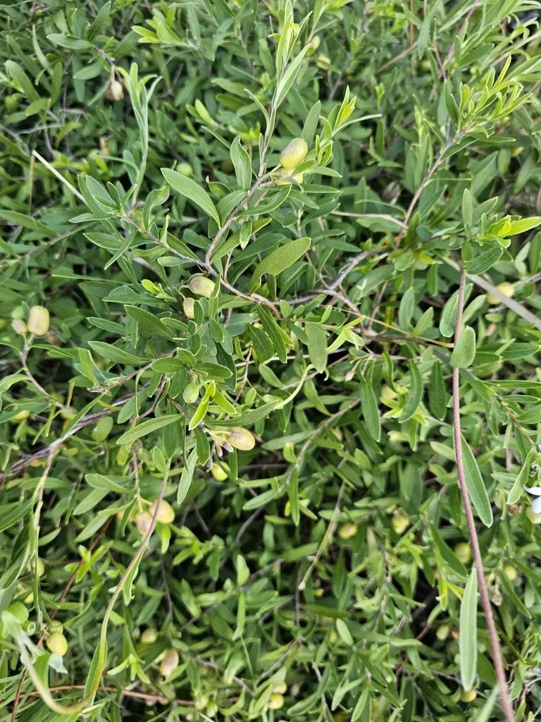 Sweet Appleberry
