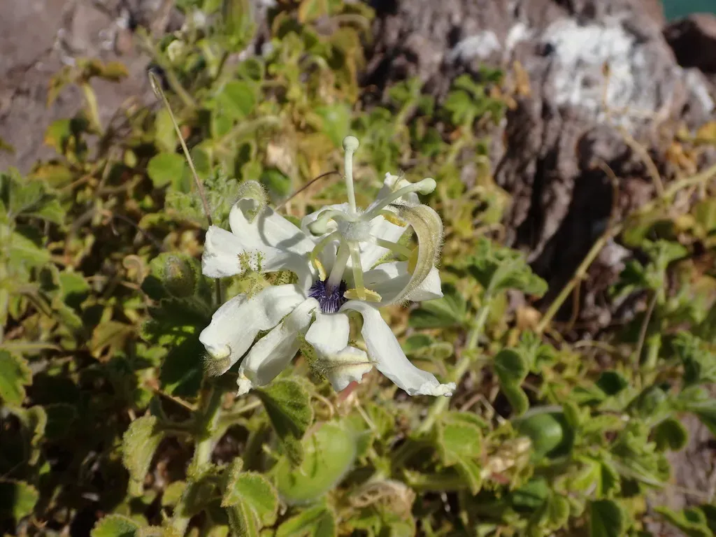 Palmer's Passionflower