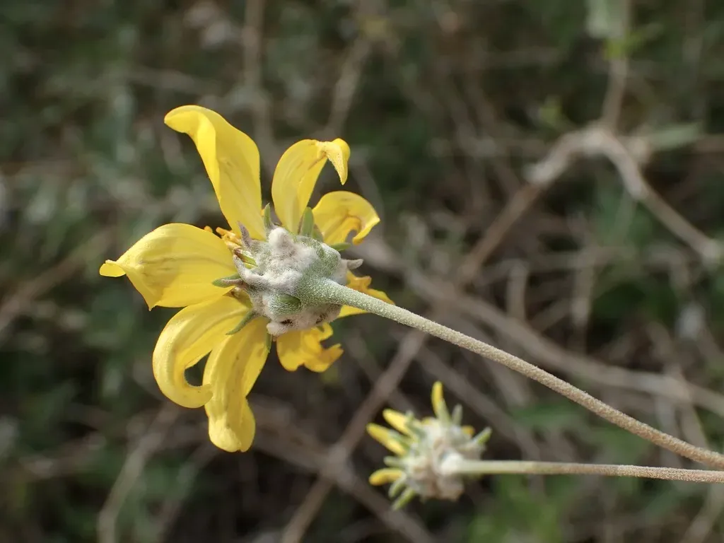 Bahiopsis Triangularis