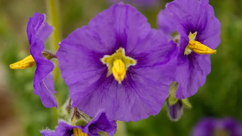 Solanum Trinominum