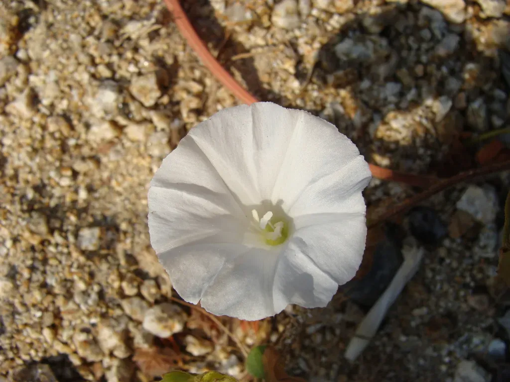 Jacquemontia Mexicana
