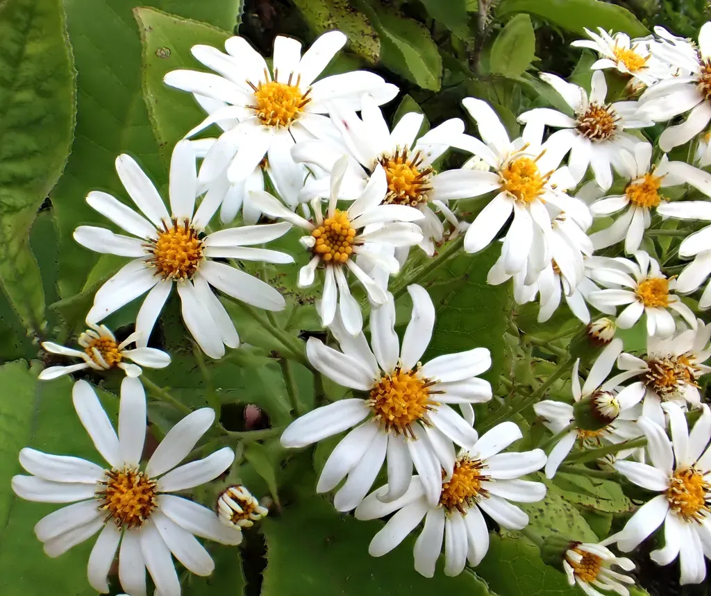 Brachyglottis Hectorii