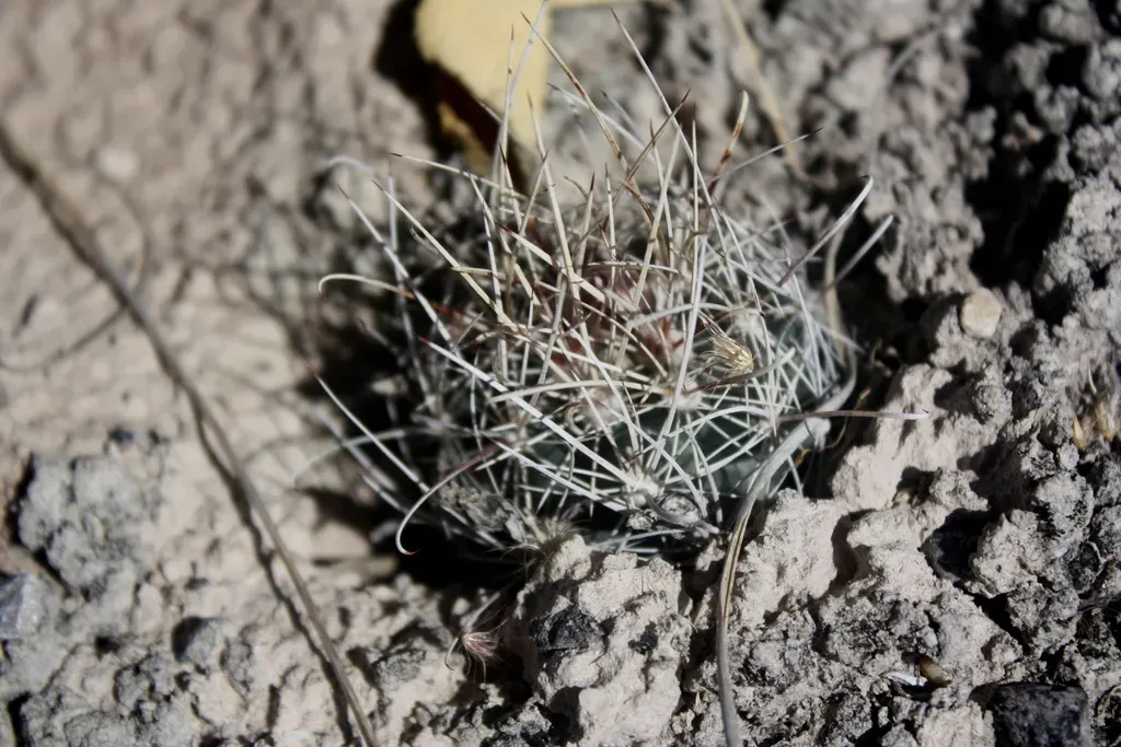 Ancistrocactus Pinkavanus