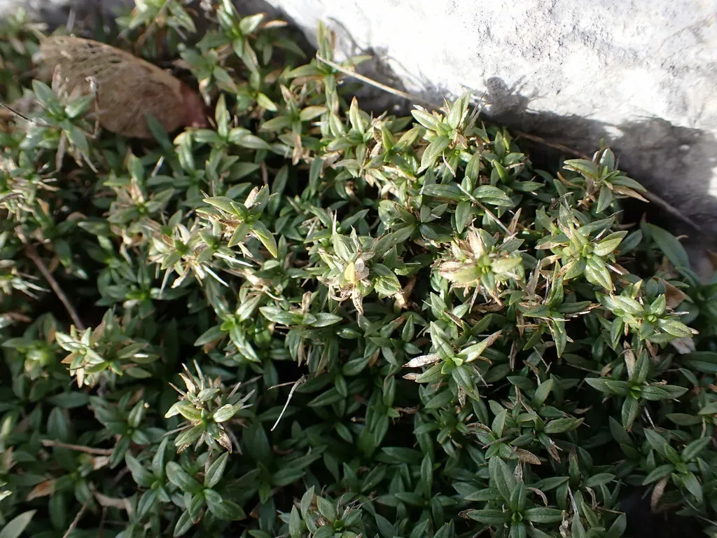 Arenaria Aggregata