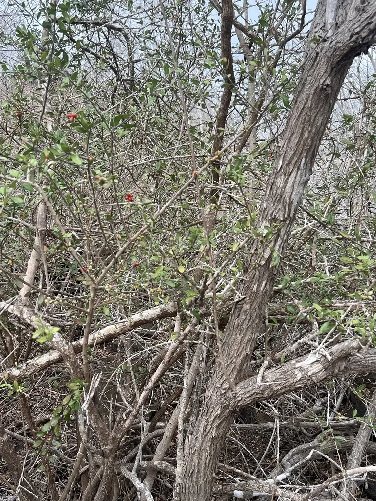 Galápagos Bitterbush
