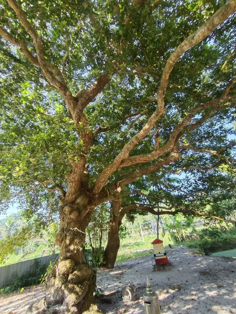 Konkan Beauty Leaf Tree