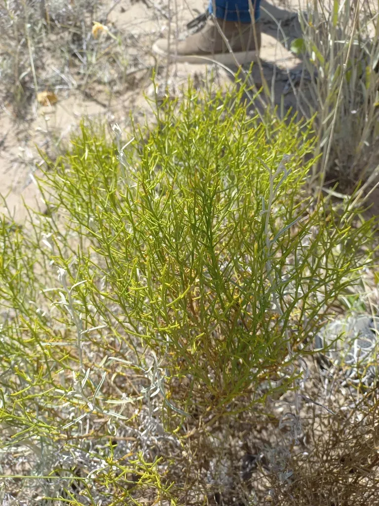 Baccharis Divaricata