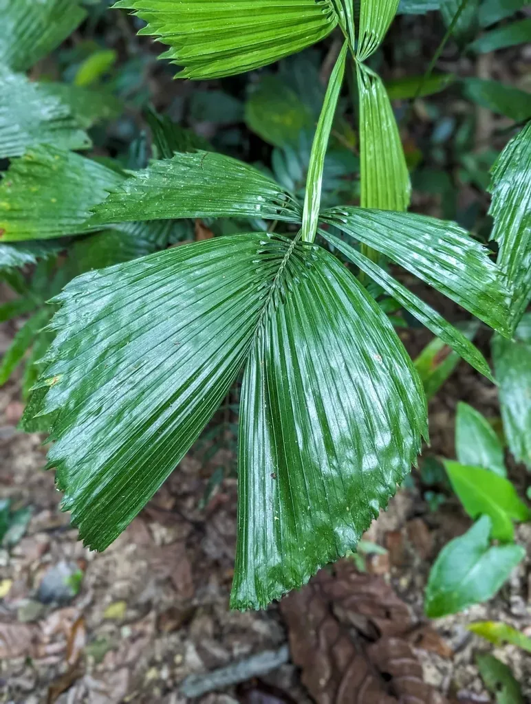 Reinhardtia Gracilis