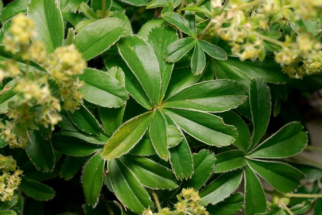 Limestone Alp Lady's Mantle