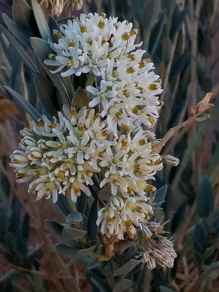 Solenostemma Oleifolium