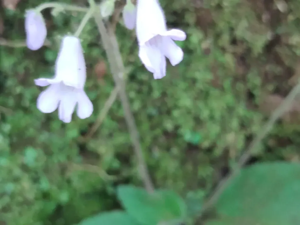 Streptocarpus Montanus