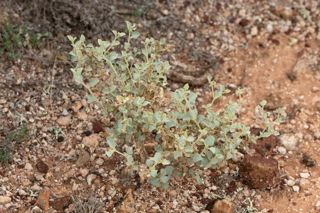 Atriplex Acutibractea