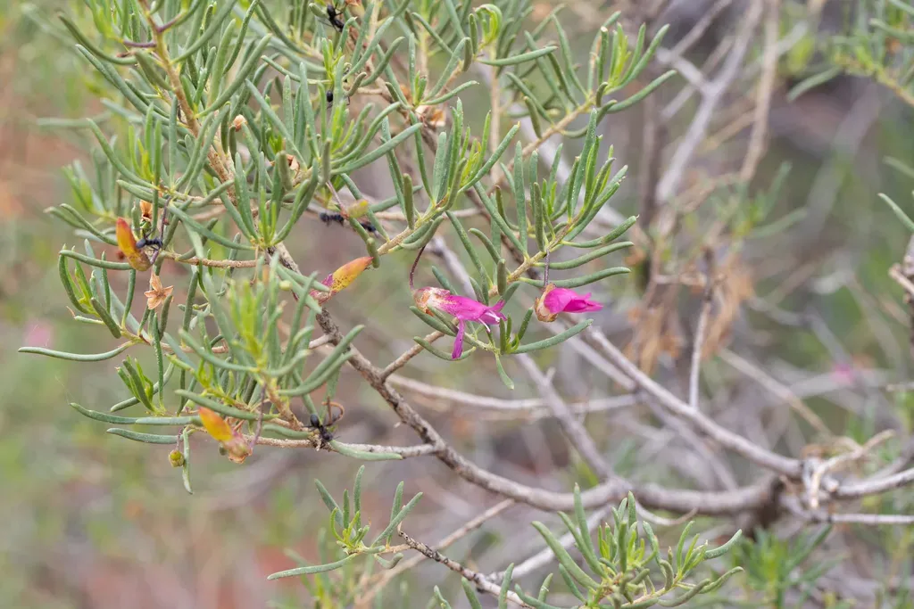 Narrow-leaved Poverty Bush