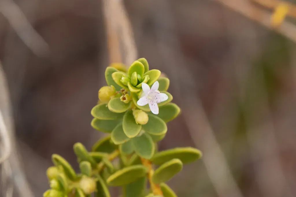 Myoporum Brevipes