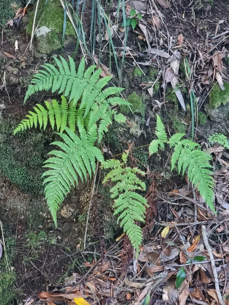 Dryopteris Aitoniana