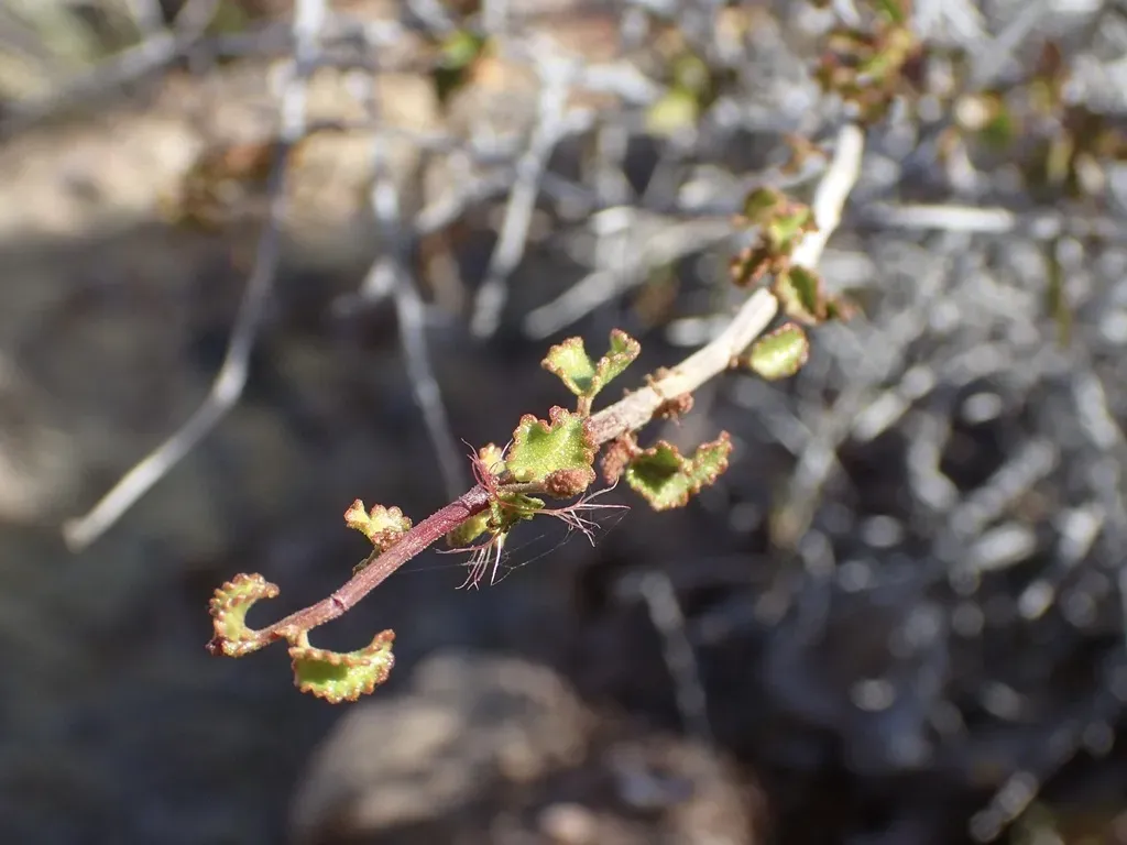 Acalypha Saxicola